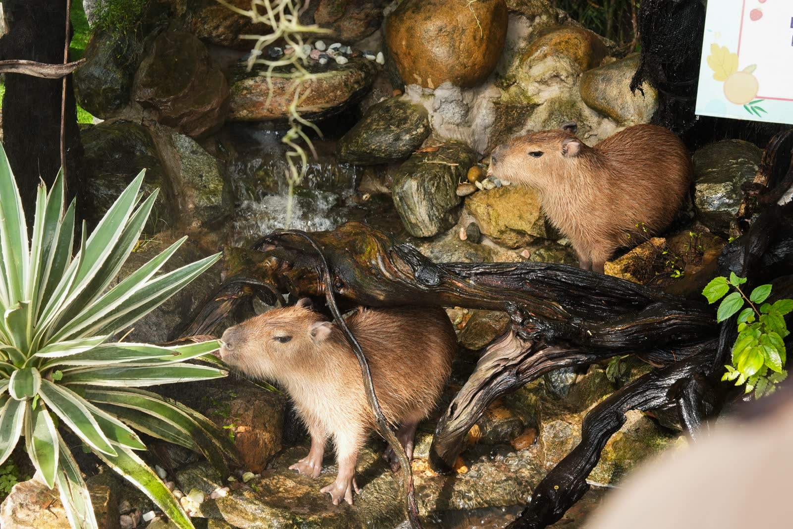 Ông Quan Farm - ảnh 6