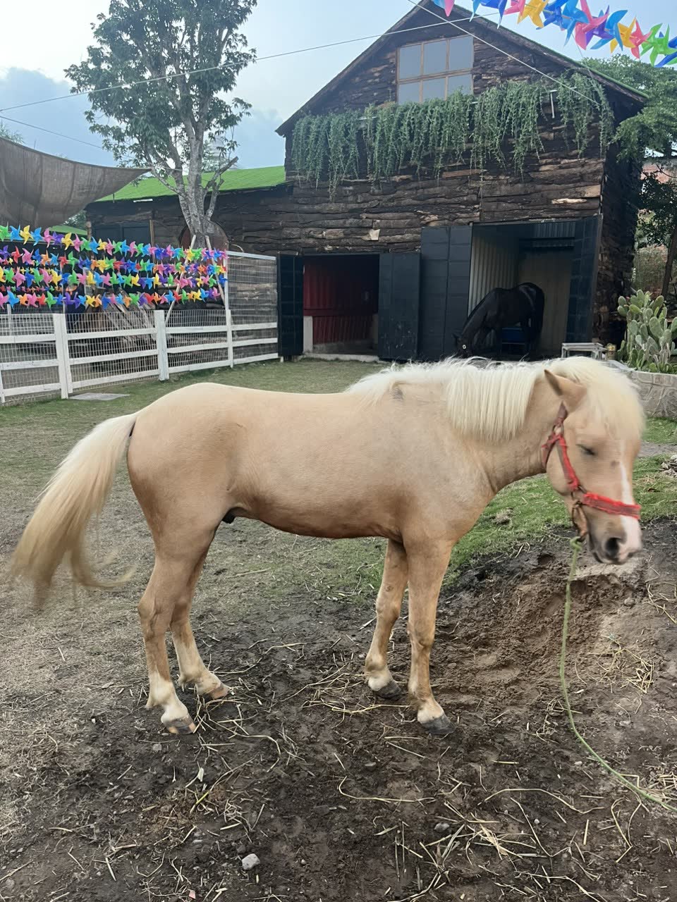 Ông Quan Farm - ảnh 7